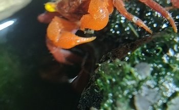 Acuario Artesanal Vida