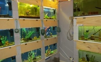 Acuario Artesanal Vida