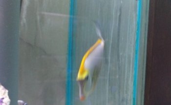 Acuario Indico