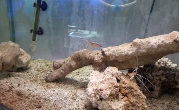 Acuario Indico