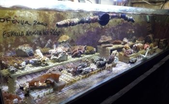 Acuario Indico