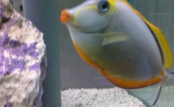 Acuario Indico