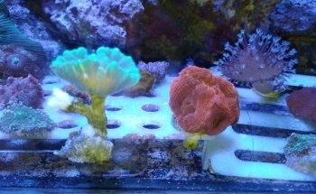 Acuario Indico