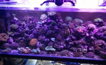 Acuario Indico
