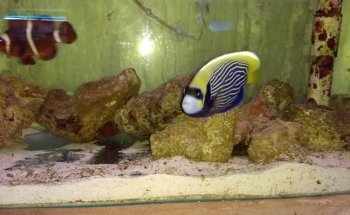 Acuario Indico