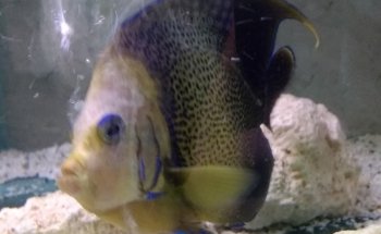 Acuario Indico