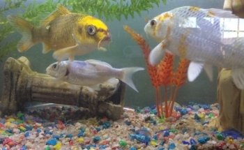 El Jaguar Veterinaria y Acuario