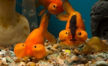 El Jaguar Veterinaria y Acuario