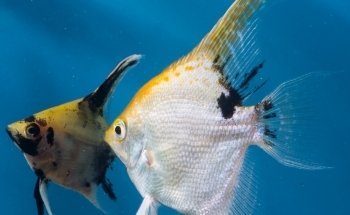 El Jaguar Veterinaria y Acuario