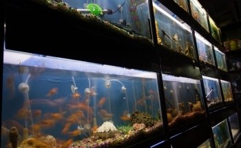 El Jaguar Veterinaria y Acuario