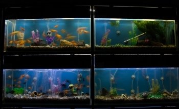 El Jaguar Veterinaria y Acuario