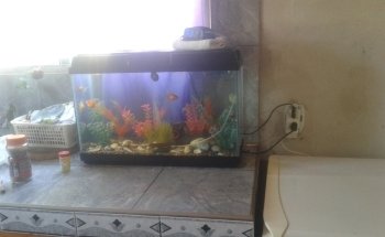 El Jaguar Veterinaria y Acuario