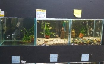 Aquarium El Bosque Vivero