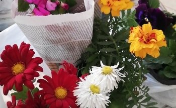 Aquarium El Bosque Vivero