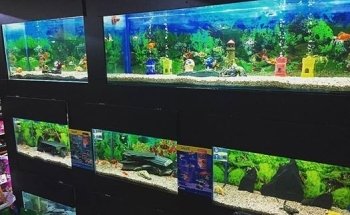 La Tienda de las Mascotas