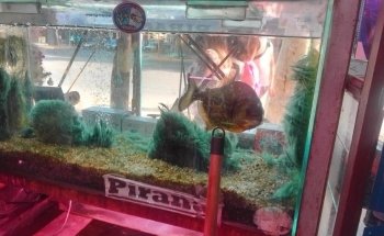 Acuario y Pesca San Juan