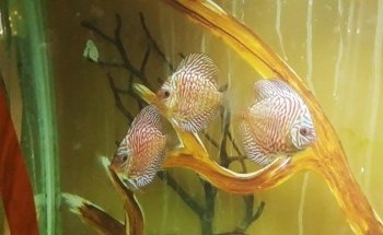 Discus Gabychan