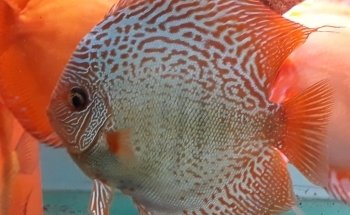 Discus Gabychan