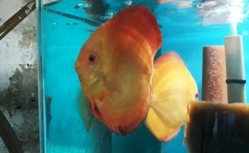 Discus Gabychan
