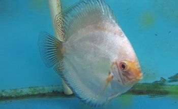 Discus Gabychan