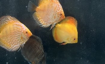 Discus Gabychan