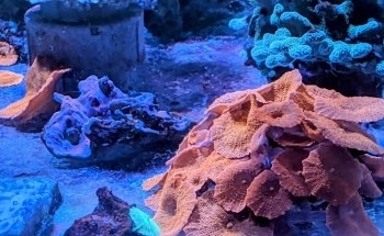 Argentina Corals