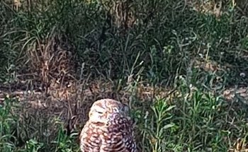 VETERINARIA ARGENTINA