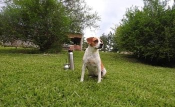 VETERINARIA ARGENTINA