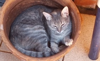 VETERINARIA ARGENTINA