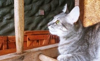 VETERINARIA ARGENTINA