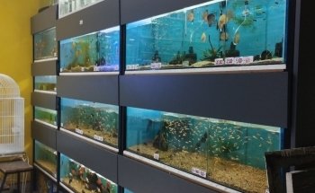 Acuario y Pet Shop LUANA Aquarium