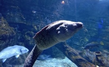 Aquarium Cabrera
