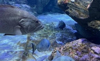 Aquarium Cabrera