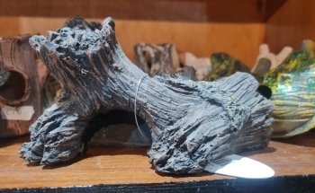 Acuario Mundo Goldfish