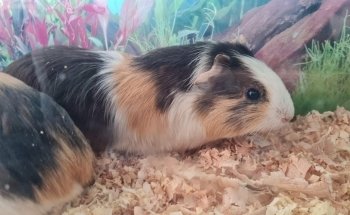 Acuario Mundo Goldfish