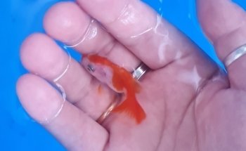 Acuario Mundo Goldfish