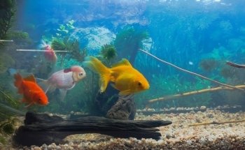 Acuario Mundo Goldfish