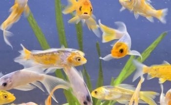 Fish City