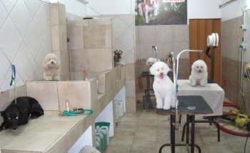 Esteban Aquarius-Dog Grooming Pet Store