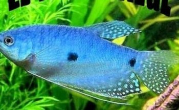 ACUARIO EL TRICHO AZUL