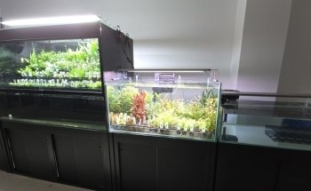 My Fish Room