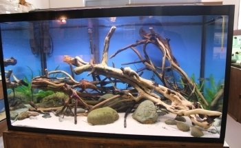 My Fish Room