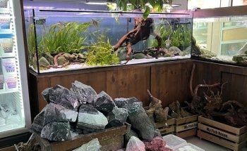 My Fish Room