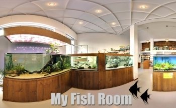 My Fish Room