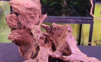 Acuario Neodis