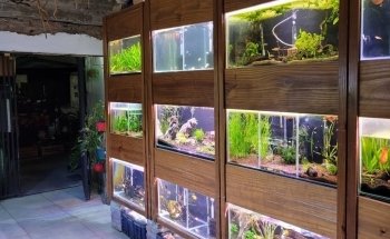 Acuario Neodis