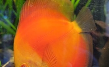 Acuario Neodis