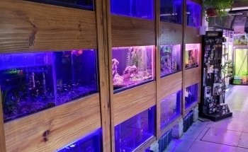 Acuario Neodis