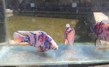 AQUARIUM FISH