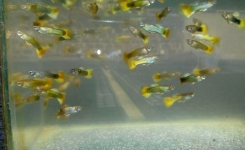 AQUARIUM FISH
